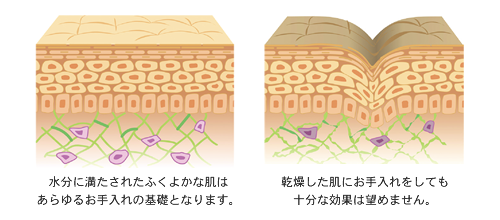 水分に満たされたふくよかな肌は
あらゆるお手入れの基礎となります。乾燥した肌にお手入れをしても
十分な効果は望めません。