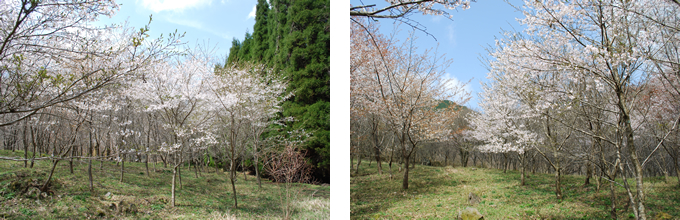 自然回帰の森